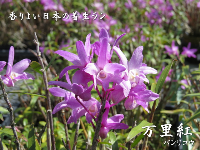 楽天市場】風ラン フウラン 交配種 紫姫 : フェニックスガーデン