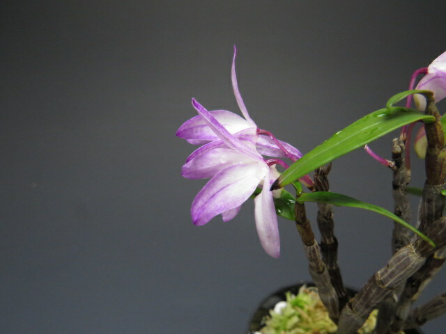 セッコク 石斛 長生蘭 天紫晃 石斛花物（セッコク）】 天紫晃（てんし