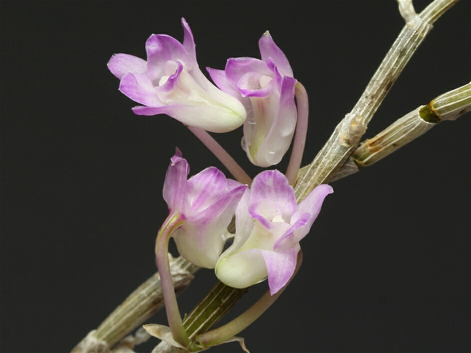 楽天市場】長生蘭 セッコク 紅木田 4 : フェニックスガーデン