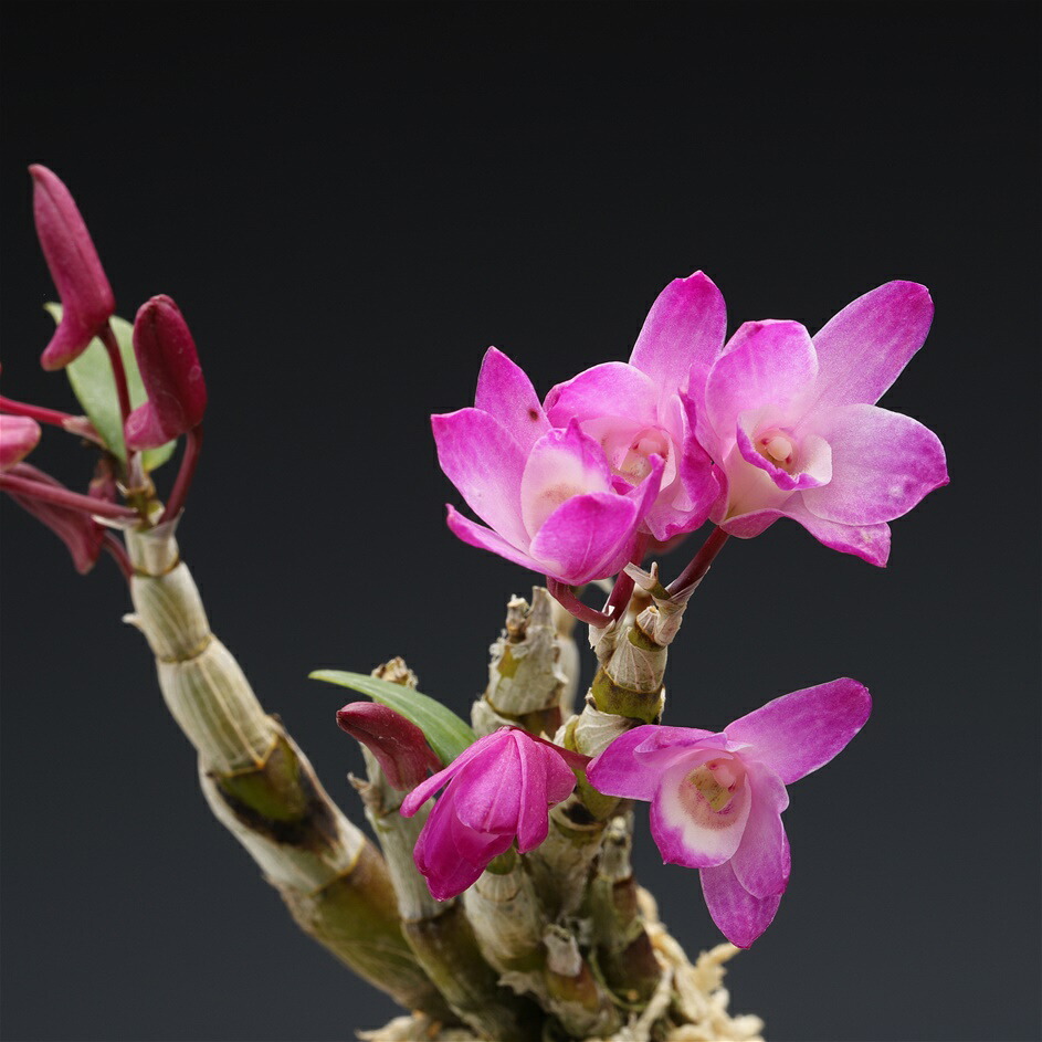 富貴蘭 【雷 電】（ライデン）長生蘭 フウラン - 植物/観葉植物