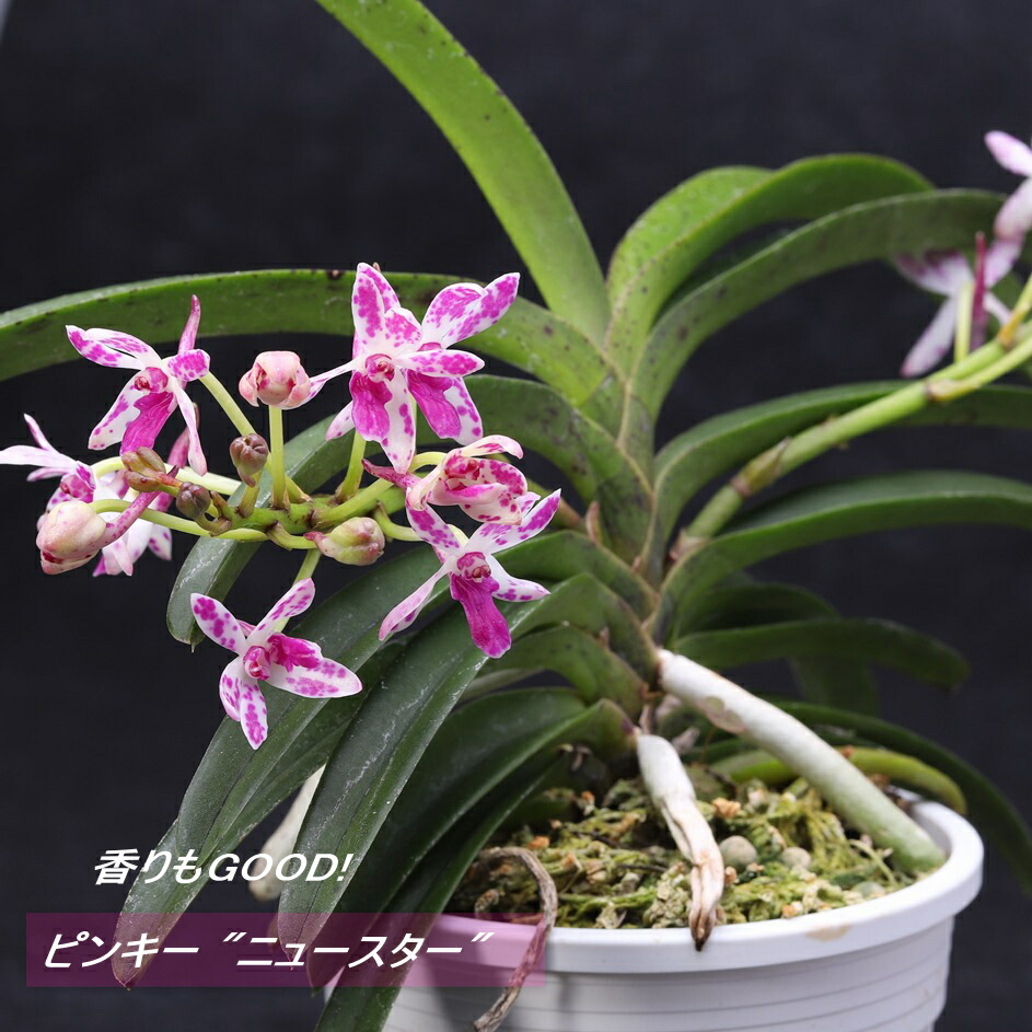 楽天市場】ナゴラン 名護蘭 【蘭】【ラン】【着生蘭