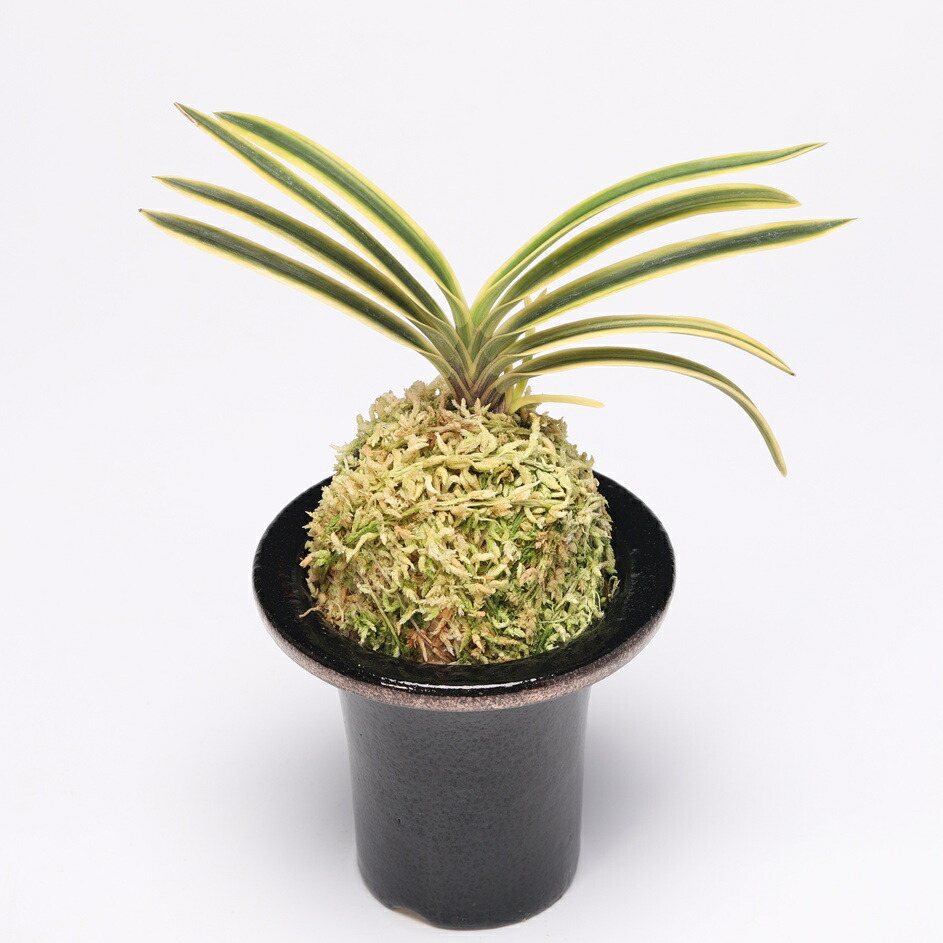 楽天市場】【スーパーセール2個同時購入10％OFF】 富貴蘭 万華鏡