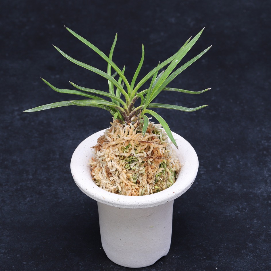 富貴蘭 】千載錦 4子付き 12 【公式通販】