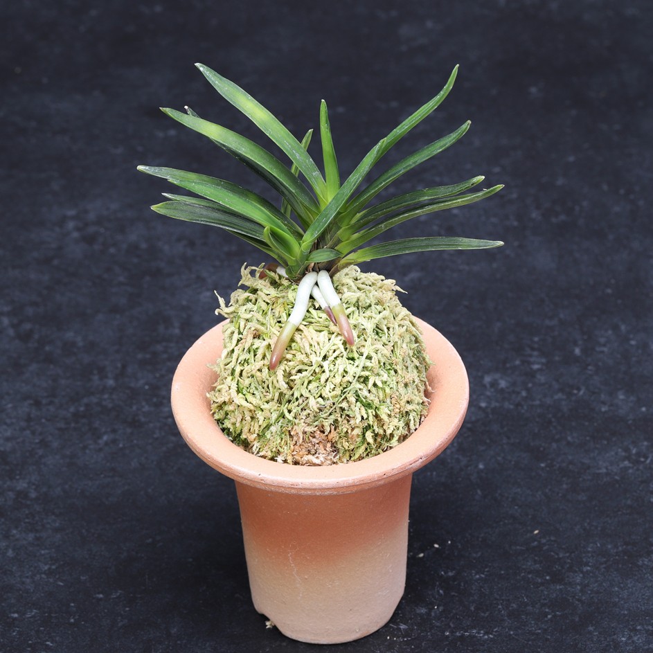 富貴蘭　天玉宝（仔付き）速達込み 楽天市場】富貴蘭 天玉宝 : フェニックスガーデン