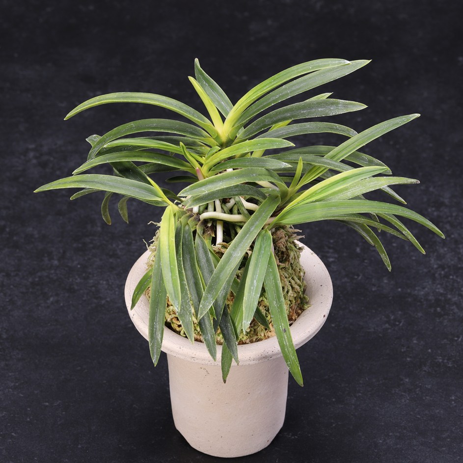 楽天市場】富貴蘭 錦紺冠 : フェニックスガーデン