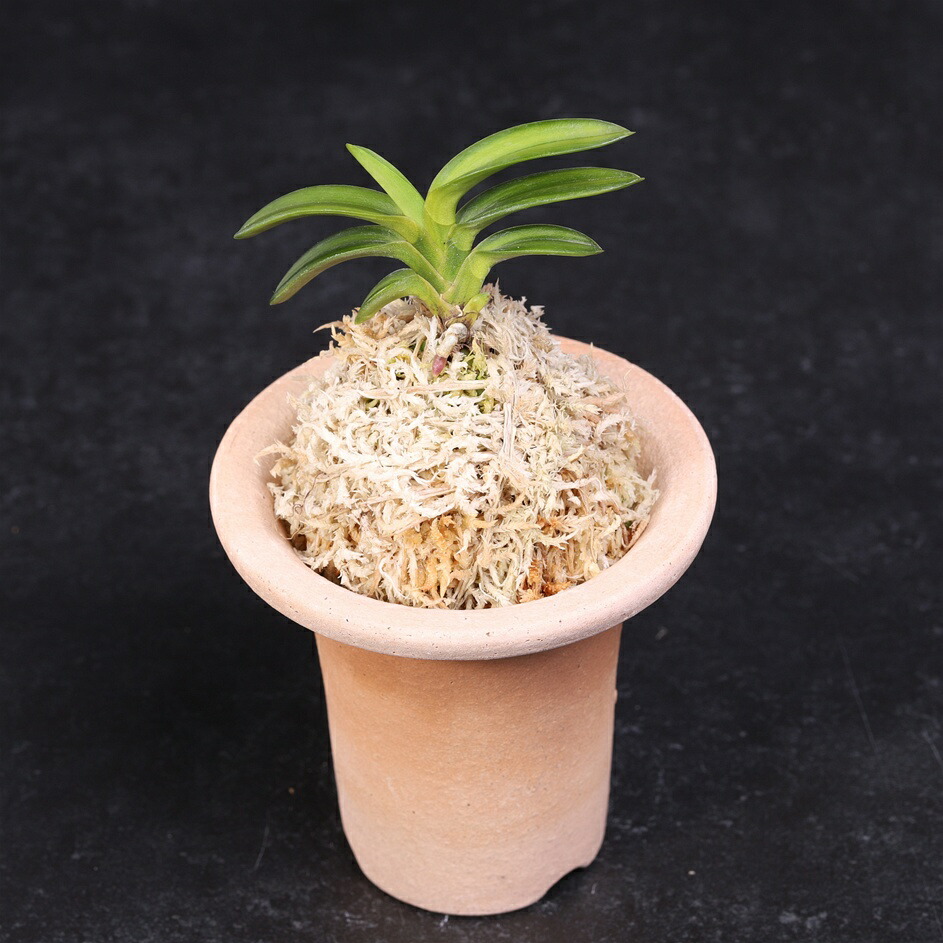 富貴蘭　万華鏡　1条 花は、終わってます 富貴蘭 万華鏡 1条 花は、終わってます