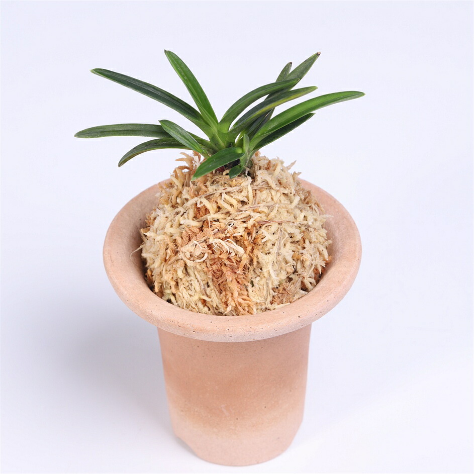 富貴蘭　必見！!火影白覆輪縞 富貴蘭 姫立葉の白覆輪縞「白嶺宝(はくれいほう) 」 | 豊の国の翁