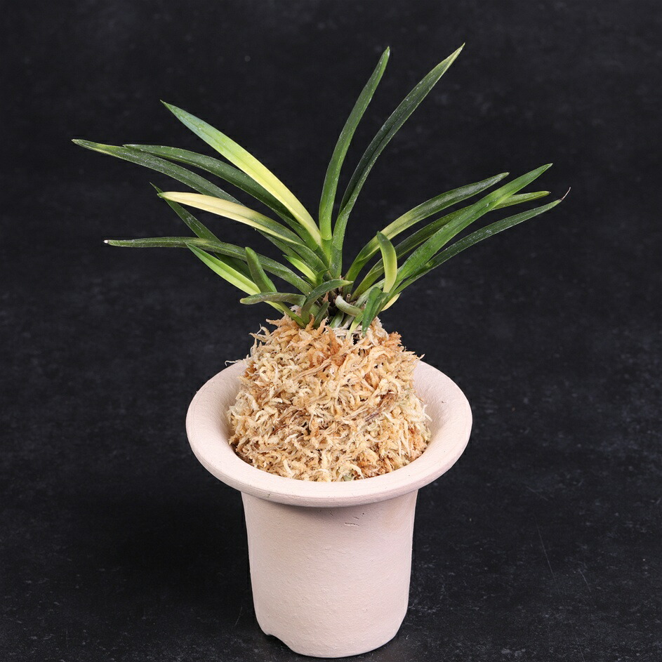 楽天市場】富貴蘭 万華鏡 【現品】 2本立 まんげきょう T479