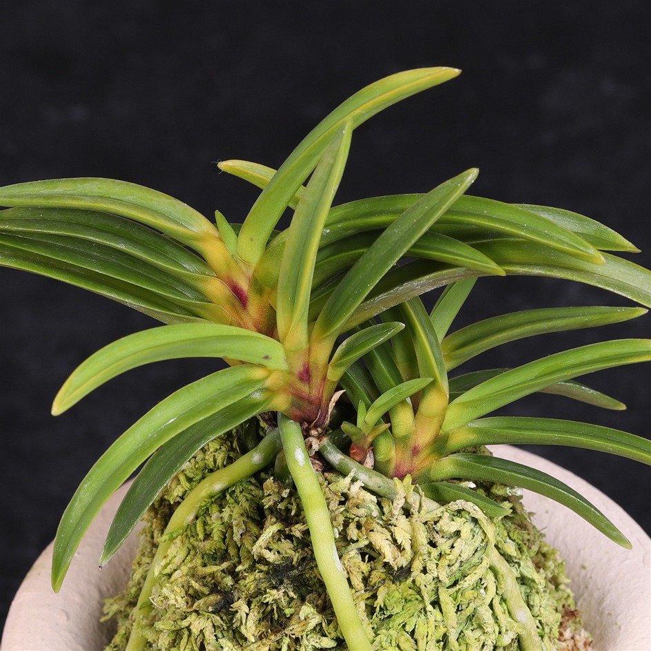 楽天市場】富貴蘭 万華鏡 【現品】 2本立 まんげきょう T479