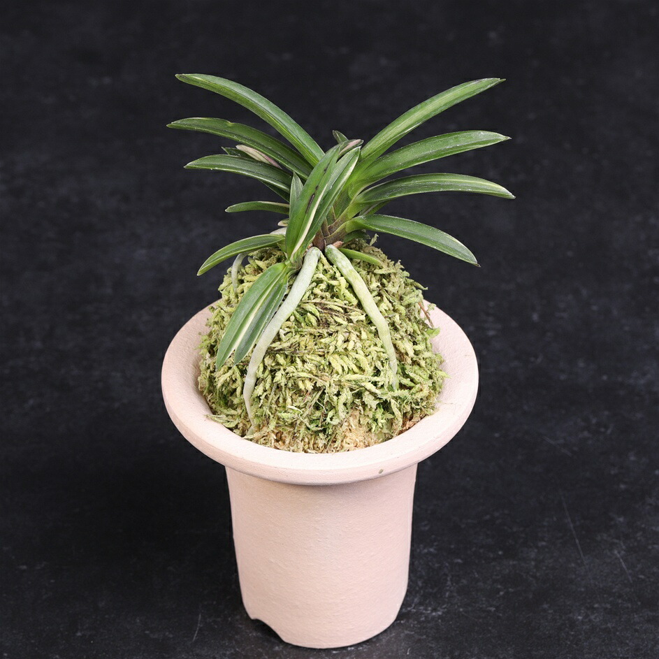 楽天市場】【大感謝祭店内全品2個で10％OFF】 富貴蘭 万華鏡 【現品