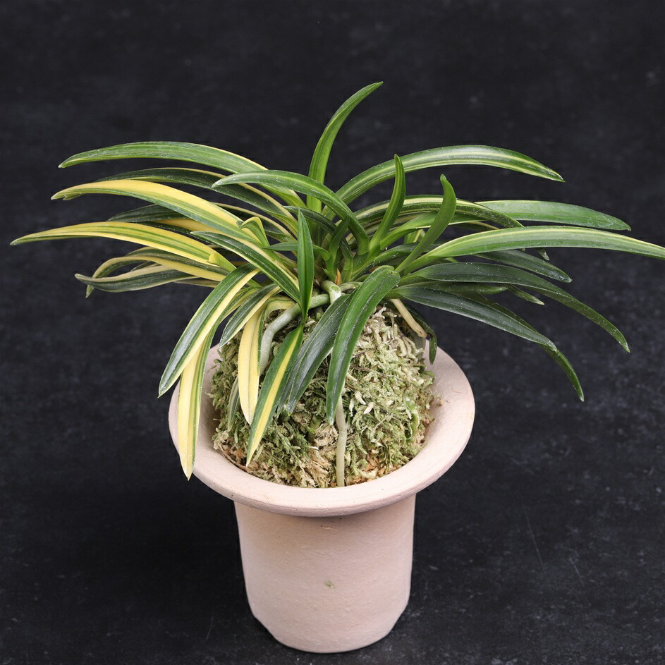 富貴蘭　天玉宝（仔付き）速達込み 楽天市場】富貴蘭 天玉宝 : フェニックスガーデン