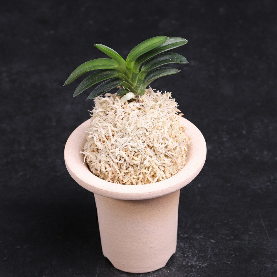 楽天市場】富貴蘭 錦紺冠 : フェニックスガーデン