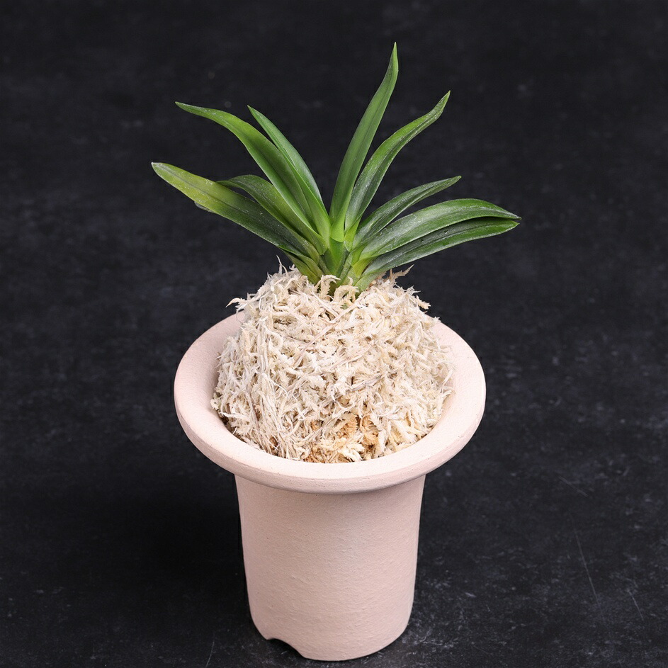 富貴蘭　白翁 楽天市場】富貴蘭 翁 : フェニックスガーデン