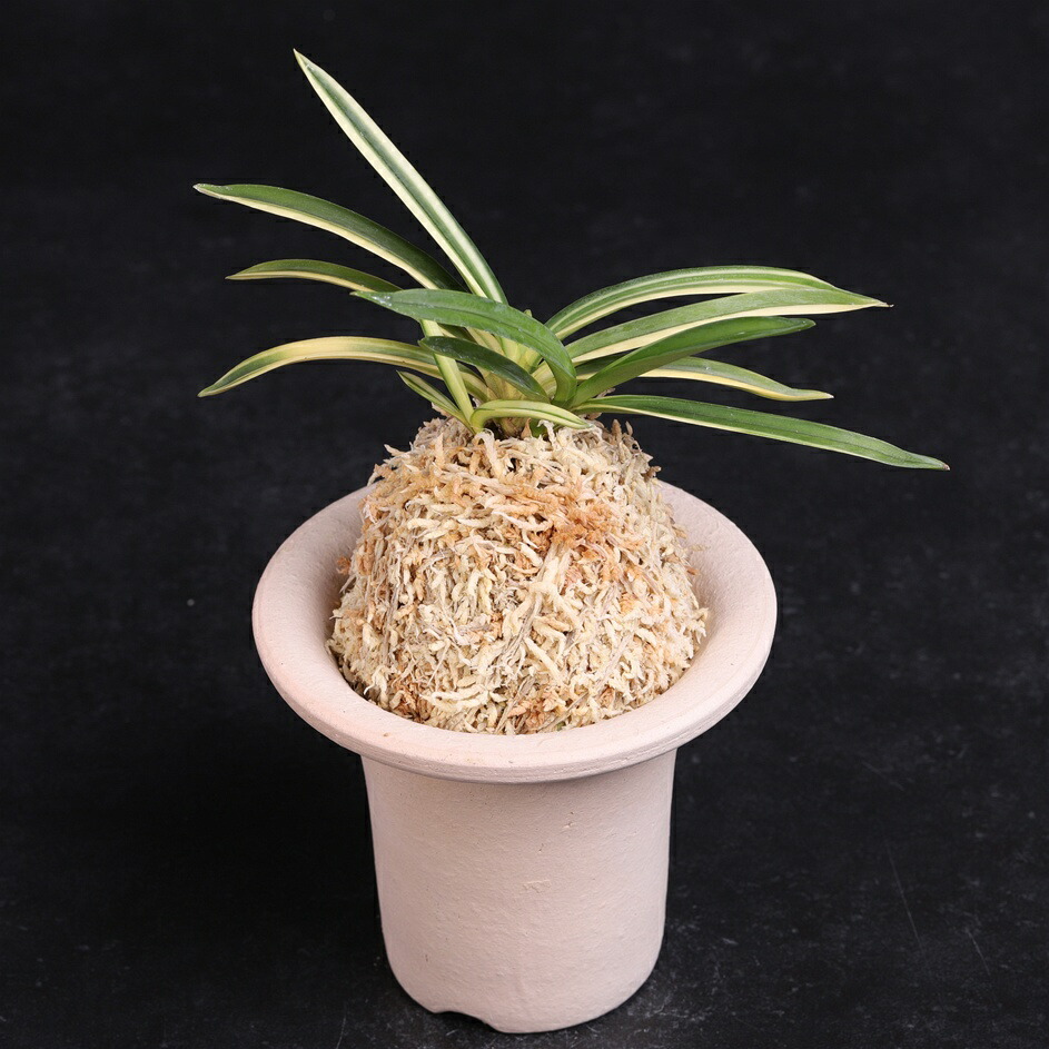 楽天市場】富貴蘭 錦紺冠 : フェニックスガーデン