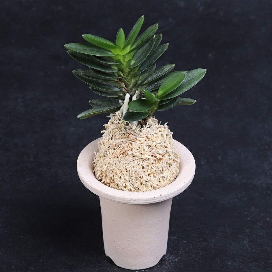 楽天市場】富貴蘭 錦紺冠 : フェニックスガーデン