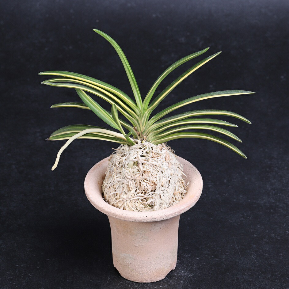 楽天市場】富貴蘭 白涼殿 : フェニックスガーデン