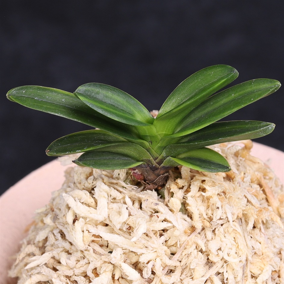 楽天市場】富貴蘭 NO.1黒牡丹 【送料無料】 : フェニックスガーデン