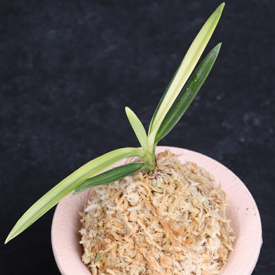 楽天市場】富貴蘭 翁 : フェニックスガーデン