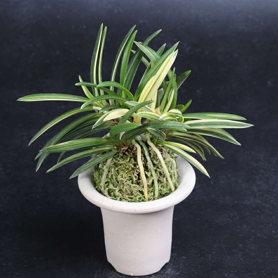 楽天市場】富貴蘭 匂威 : フェニックスガーデン