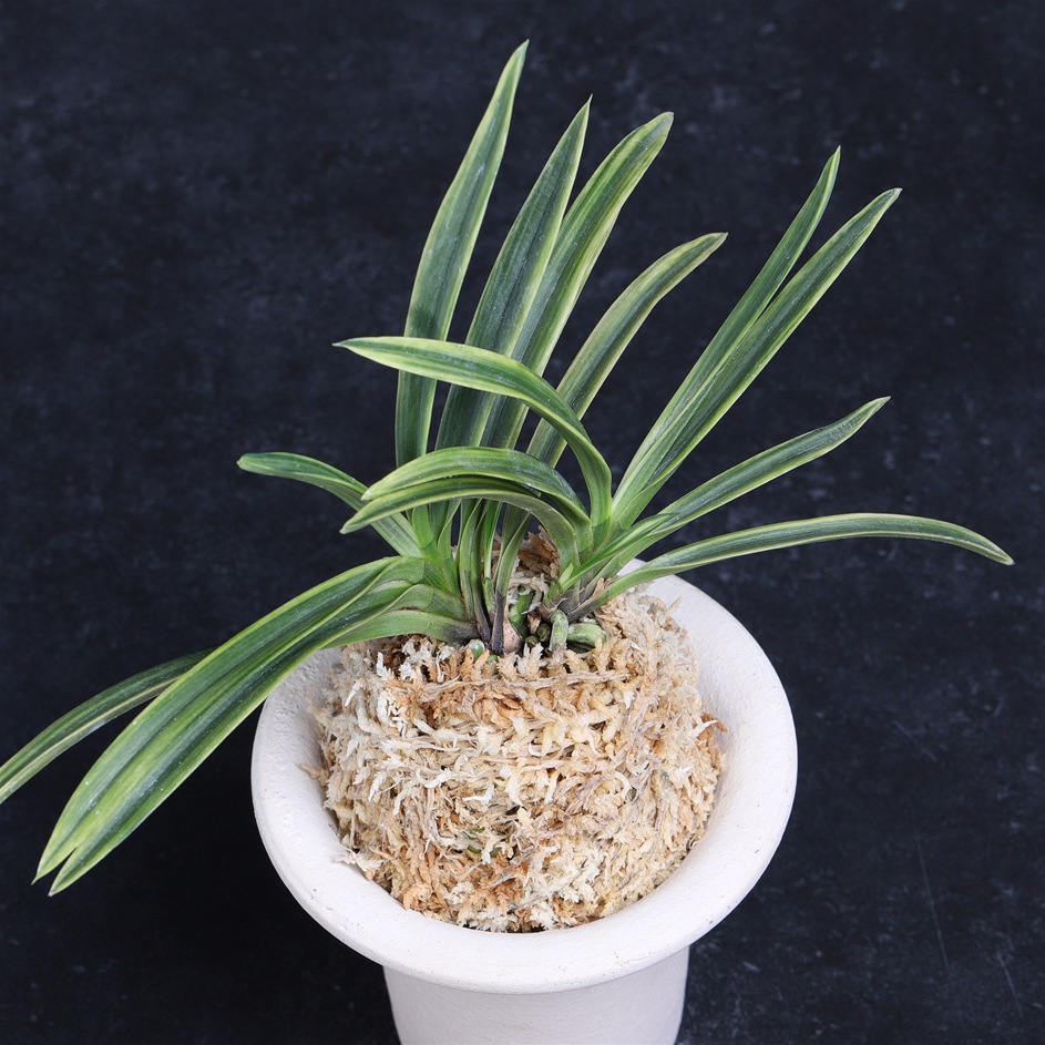 楽天市場】富貴蘭 翁 : フェニックスガーデン