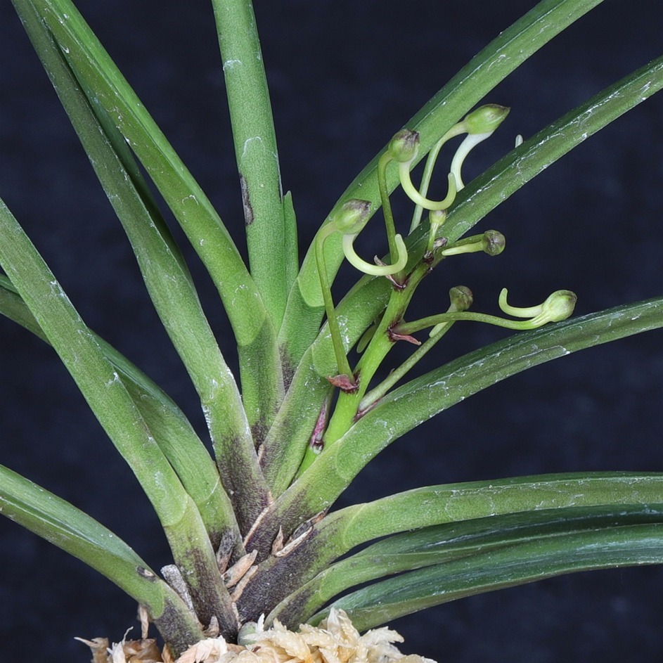 楽天市場】富貴蘭 錦紺冠 : フェニックスガーデン