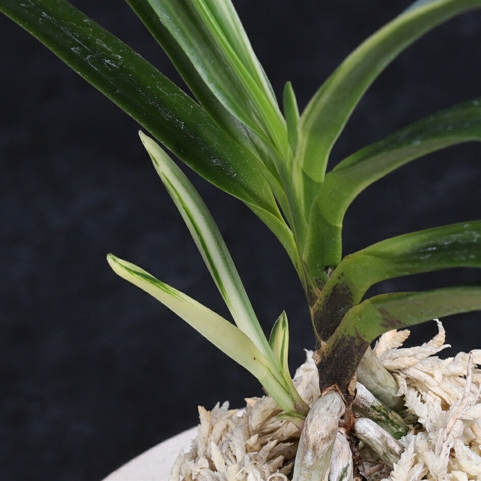 楽天市場】富貴蘭 白天晃 : フェニックスガーデン