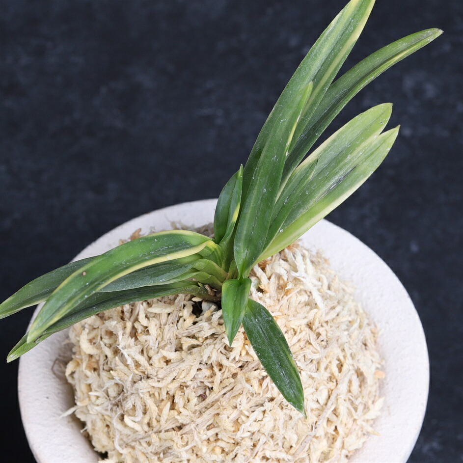 楽天市場】富貴蘭 青龍獅子 コルク板付 フウキラン 風蘭 古典植物 山 楽天市場】富貴蘭 青龍獅子 コルク板付 フウキラン 風蘭 古典植物 山