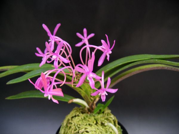 楽天市場】ナゴラン 名護蘭 【蘭】【ラン】【着生蘭】 : フェニックス