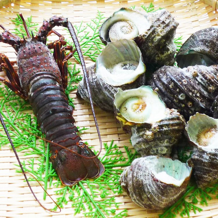 徳島 天然伊勢海老と天然サザエ詰合せ ギフト 産直 ご当地グルメ 熨斗 贈り物 新生活 お祝い お取り寄せ のし対応 (代引不可)【送料無料】