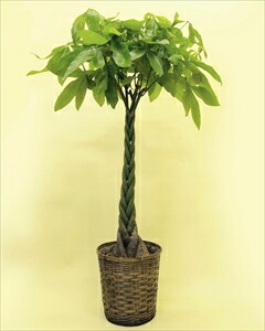 当店一番人気の観葉植物パキラ 編みタイプです 乾燥に強く 室内置きにも適しているので ご自宅はもちろん 贈答用としても大変喜ばれます パキラ 10号鉢 バスケット付 代引き不可 送料無料 Prescriptionpillsonline Is