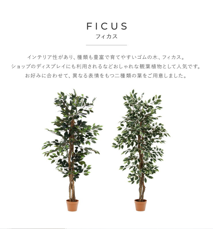 人工観葉植物 フィカス ロータイプ ゴムの木 フェイクグリーン インテリアグリーン 造花 観葉植物 人工 フェイク グリーン 代引不可 送料無料 Schwimmbad Delphine De