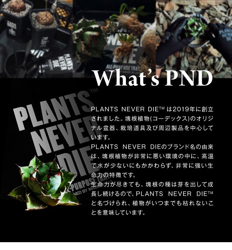 Plants Never Die 規程鬻ぐ舗 骨組織平鉢 W12 7cm H9cm 鉢植え きりっとした 骨 イラスト 黒人 コース12 7 数量さ9 0 チャイナ ガーデニング おんも 屋内 プランター 鉢 観葉植物 家什 雑貨 鉢 貨物輸送無料 Silk Music Com