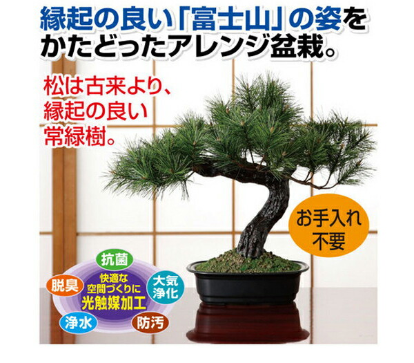 黒松盆栽 手頃 富士 セット 松の盆栽 黒松盆栽 アレンジ 松 セット 松 盆栽 プチ 鉢植え 盆栽鉢 観葉植物 富士 手頃 富士の松 アレンジ 室内 松盆栽 ミニ黒松 送料無料 ミニ黒松 富士の松 盆栽 万古焼 黒松盆栽 手頃 富士 セット 松の盆栽 黒松盆栽 アレンジ 松 セット 松 盆栽 プチ 鉢植え 盆栽鉢 観葉植物 富士 手頃 富士の松 アレンジ 室内 松盆栽 ミニ黒松 送料無料 ミニ黒松 富士の松 盆栽 万古焼