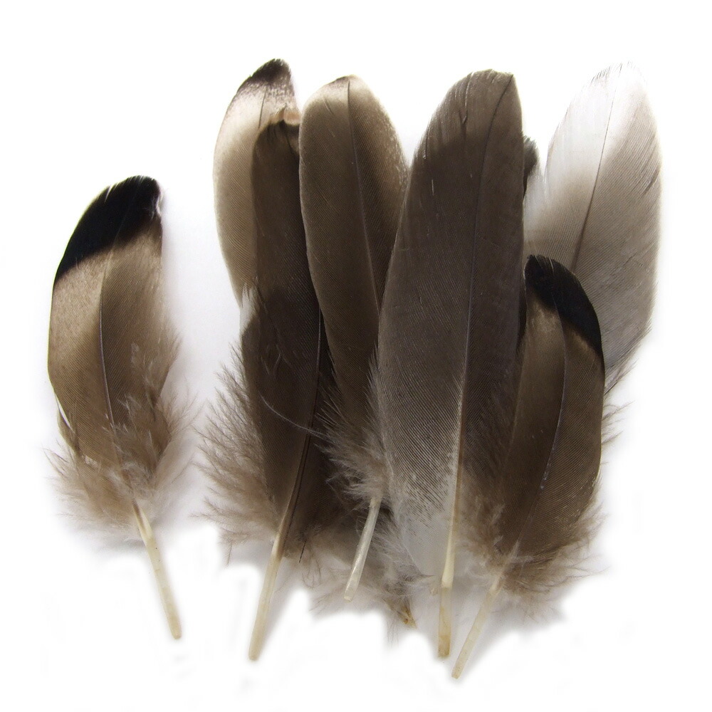 【楽天市場】10枚入【天然ダックフェザー ( 茶色/ブラウン ) 】約4cm～8cm アクセサリーパーツ/素材/羽/フェザー/ハンドメイド