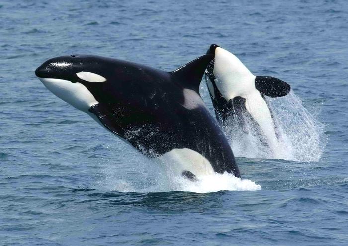 絵画風 壁紙ポスター (はがせるシール式) シャチ オルカ 親子ジャンプ グランパス Killer Whale 海 キャラクロ ORCA-002A1 (A1版 830mm×585mm) ＜日本製＞ ウォールステッカー お風呂ポスター