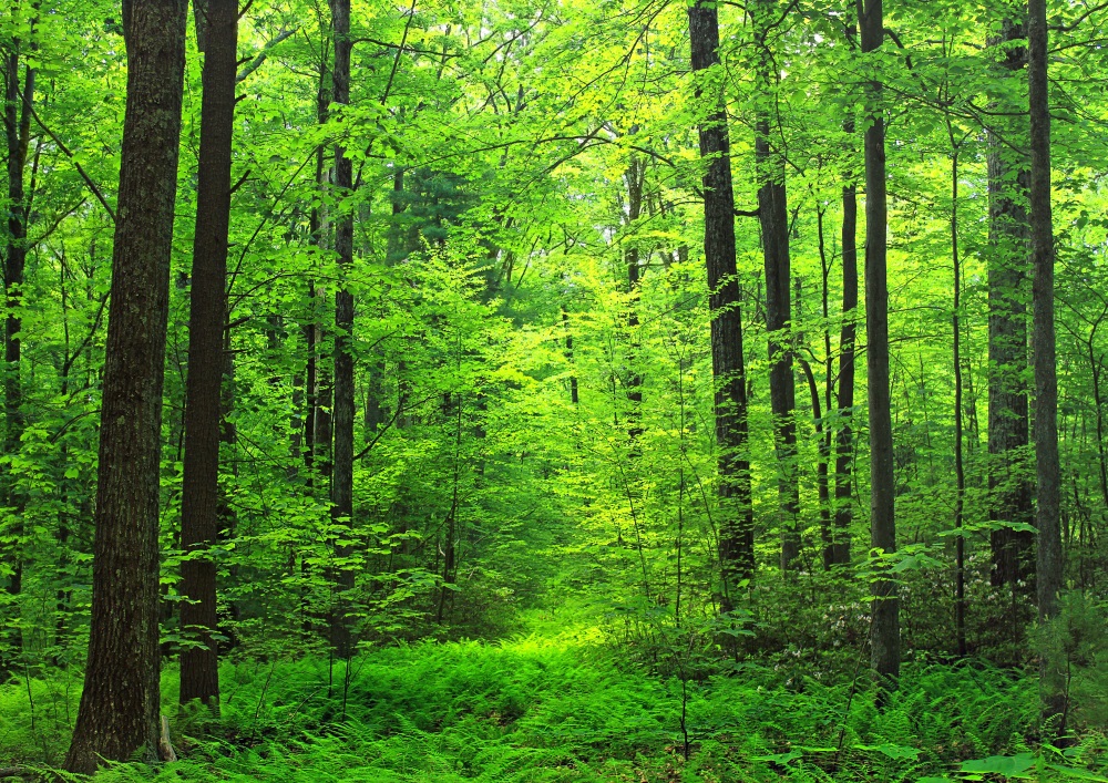 楽天市場 絵画風 壁紙ポスター はがせるシール式 森林 森林浴 緑