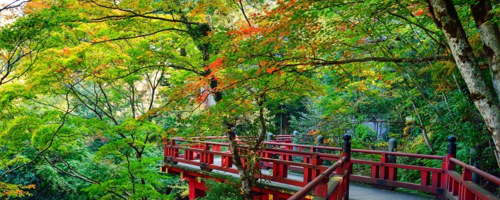 壁紙ポスター はがせるシール式 お部屋の壁がパノラマ風景に変わる 森林 日本庭園 森 お宮 貼り直しできる シール式壁紙クロス パノラマ 絵画風 かんたん癒し空間 お宮 森林 森林浴 緑 紅葉 黄葉 目の保養 癒し 色彩 パノラマ キャラクロ Snr 119p1