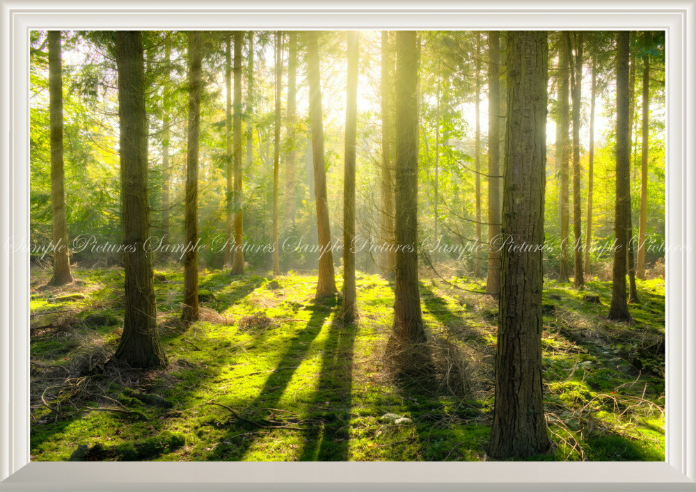 パノラマ版／扉なし窓仕様】-窓の景色- 森林と小道 森林浴 壁紙