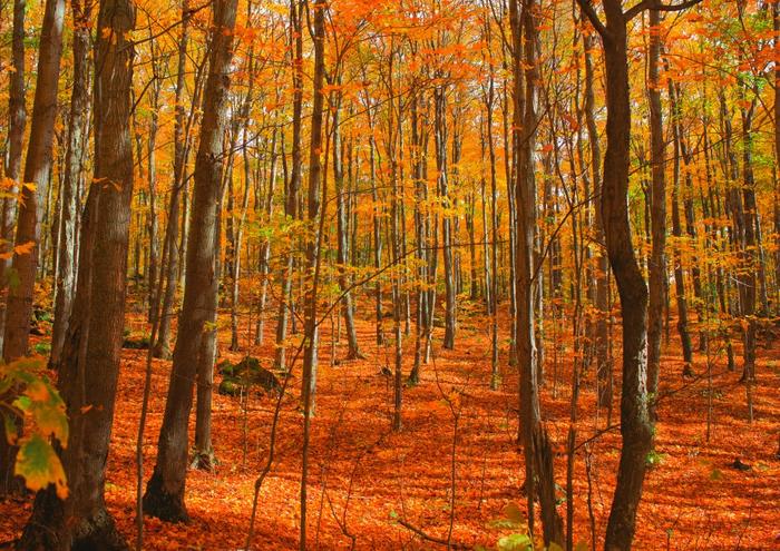 絵画風 壁紙ポスター (はがせるシール式) 紅葉 森林 樹木 秋景色 癒し 色鮮やか キャラクロ KYO-005A1 (A1版 830mm×585mm) <日本製> ウォールステッカー お風呂ポスター