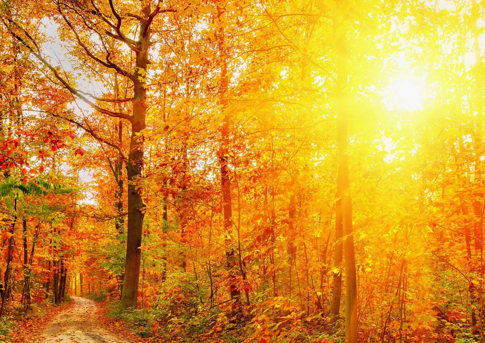 【パノラマ版】紅葉 秋の陽射し 森林浴 もみじ 黄葉 壁紙ポスター 101P1 絵画風 壁紙ポスター (はがせるシール式) 紅葉の陽射し 緑黄