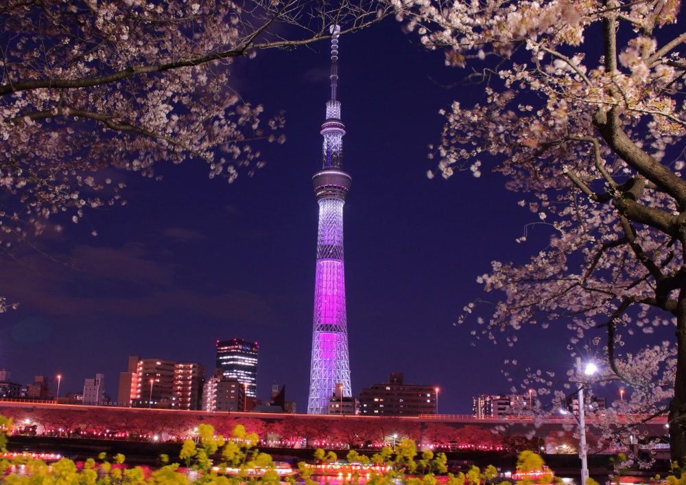 楽天市場 絵画風 壁紙ポスター はがせるシール式 東京スカイツリーと夜桜 ライトアップ ピンク 夜景 キャラクロ Tst 010a2 版 594mm 4mm 建築用壁紙 耐候性塗料 インテリア レアルインターショップ