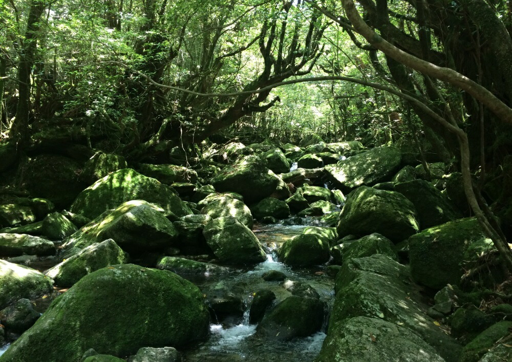 楽天市場】絵画風 壁紙ポスター (はがせるシール式) 屋久島 東洋の