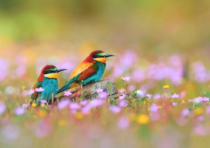 絵画風 壁紙ポスター (はがせるシール式) カワセミ 花畑 翡翠 川せみ ソニドリ 鳥 キャラクロ BKWS-012A1 (A1版 830mm×585mm) ＜日本製＞ ウォールステッカー お風呂ポスター