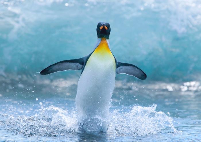 絵画風 壁紙ポスター (はがせるシール式) ペンギンのダンス コウテイペンギン 南極大陸 鳥 キャラクロ BPNG-003A1 (A1版 830mm×585mm) ＜日本製＞ ウォールステッカー お風呂ポスター