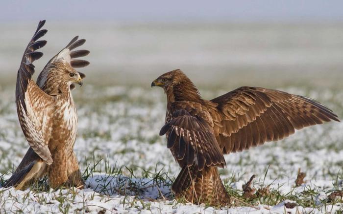 楽天市場 絵画風 壁紙ポスター はがせるシール式 クマタカのお見合い 熊鷹 タカ 鷹 Hawk 鳥 キャラクロ Bhwk 004w2 ワイド版 603mm 376mm 建築用壁紙 耐候性塗料 インテリア レアルインターショップ