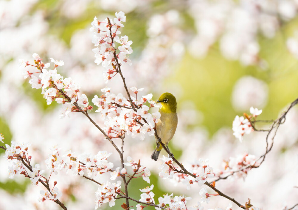 絵画風 壁紙ポスター はがせるシール式 春の訪れ フユザクラ 冬桜 の蜜を吸うメジロ 桜 目白 絶景スポット キャラクロ M Bmjr 001a1 A1版 0mm 585mm 建築用壁紙 耐候性塗料 インテリア Beregszaszietterem Hu