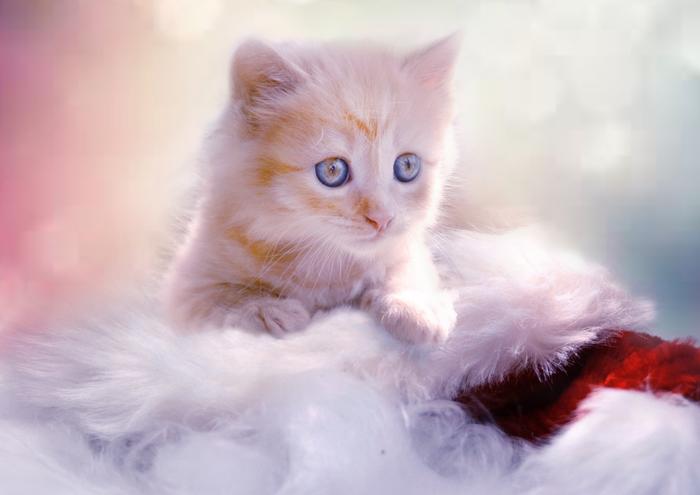 楽天市場 絵画風 壁紙ポスター はがせるシール式 青い目の子猫の散歩 ペット ネコ かわいい キャット キャラクロ Pcat 004a2 版 594mm 4mm 建築用壁紙 耐候性塗料 インテリア レアルインターショップ