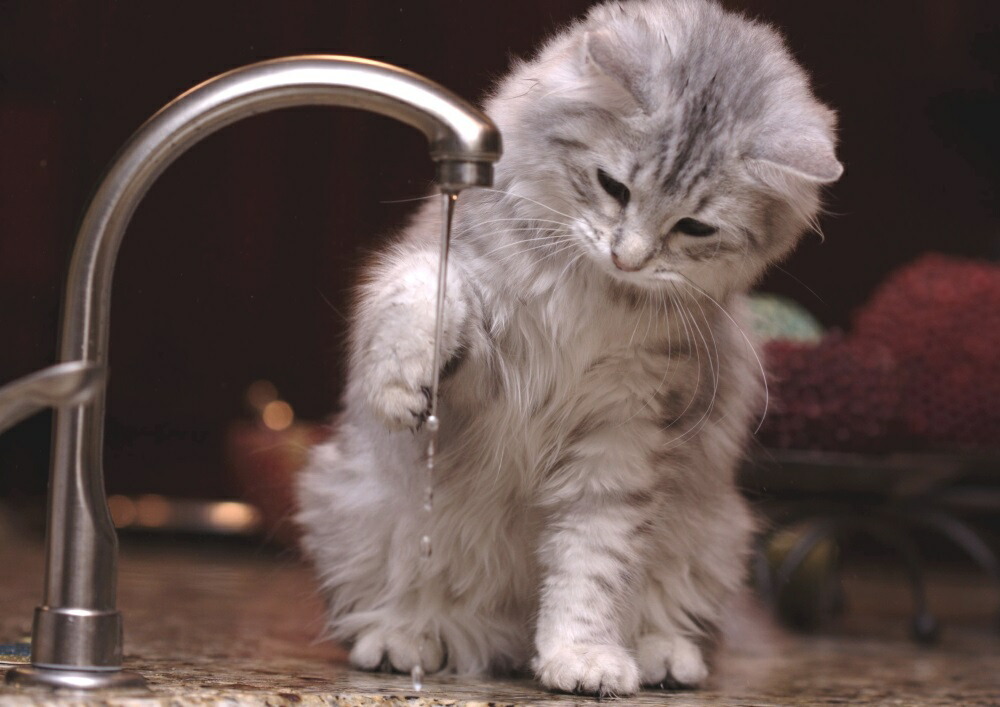 絵画風 壁紙ポスター (はがせるシール式) 子猫の水遊び 猫 ネコ かわいい キャット キャラクロ PCAT-009A1 (A1版 830mm×585mm) ＜日本製＞ ウォールステッカー お風呂ポスター