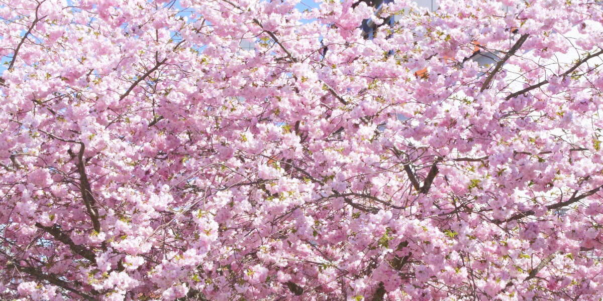 楽天市場 絵画風 壁紙ポスター はがせるシール式 満開のさくら 桜の景色 八重桜 サクラ 開花 お花見 パノラマ キャラクロ Fskr 013s1 1152mm 576mm 建築用壁紙 耐候性塗料 インテリア レアルインターショップ