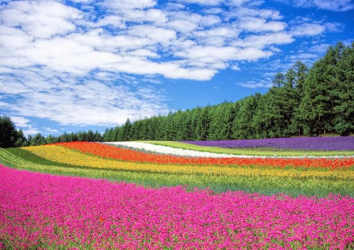 絵画風 壁紙ポスター (はがせるシール式) 花畑 ラベンダー ポピー 小町草 富良野 北海道 キャラクロ FLGD-001A1 (A1版 830mm×585mm) ＜日本製＞ ウォールステッカー お風呂ポスター
